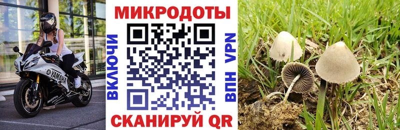 Псилоцибиновые грибы Psilocybine cubensis  Чишмы 
